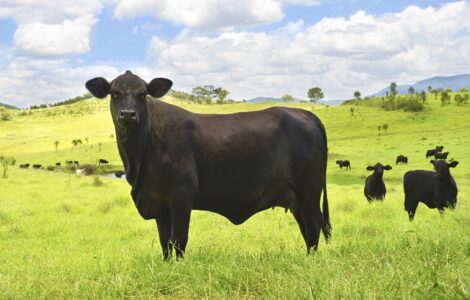 Eichmiller Farms joins membership of American Angus Association